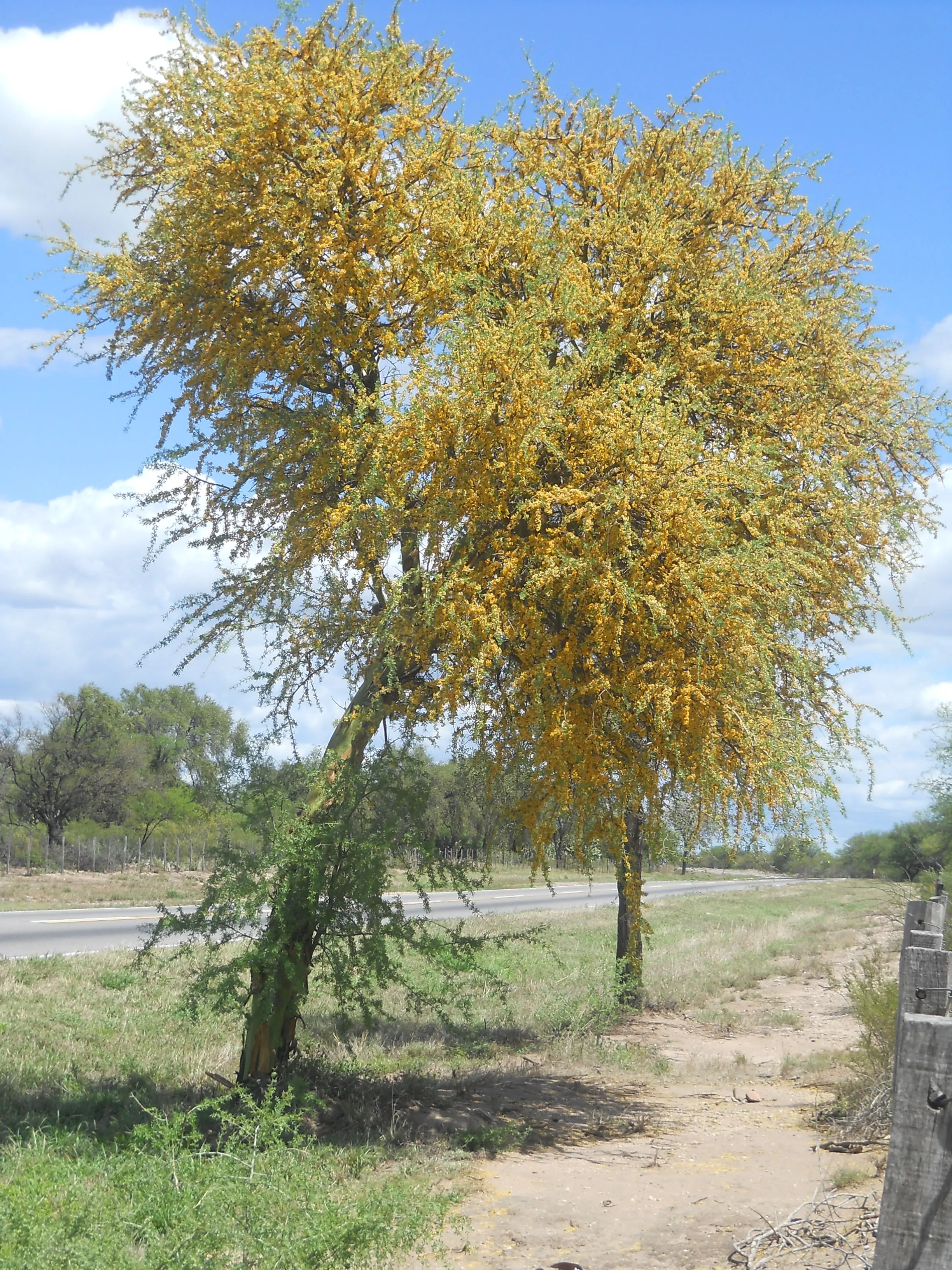 Chañar mendocino